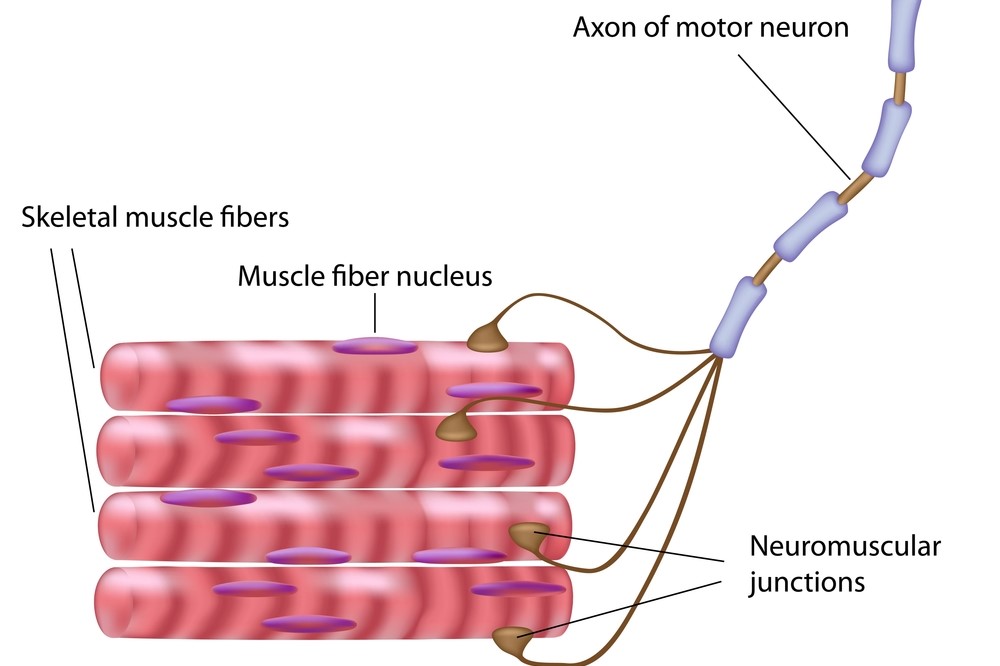 Treatment and Surgical Options for Muscle Atrophy