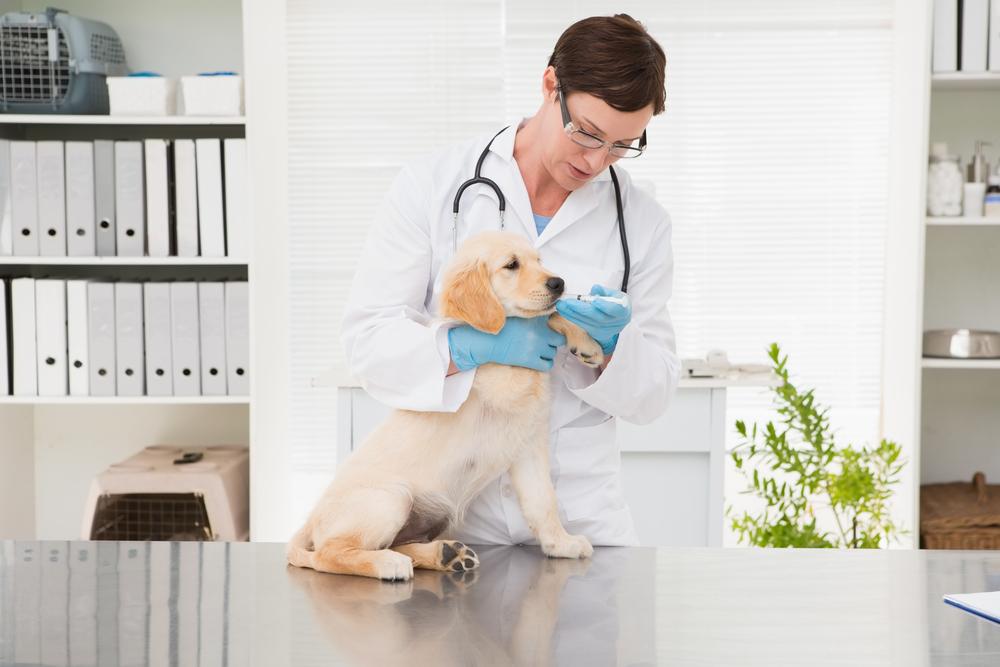 The Most Common Pet Prescribed Medications