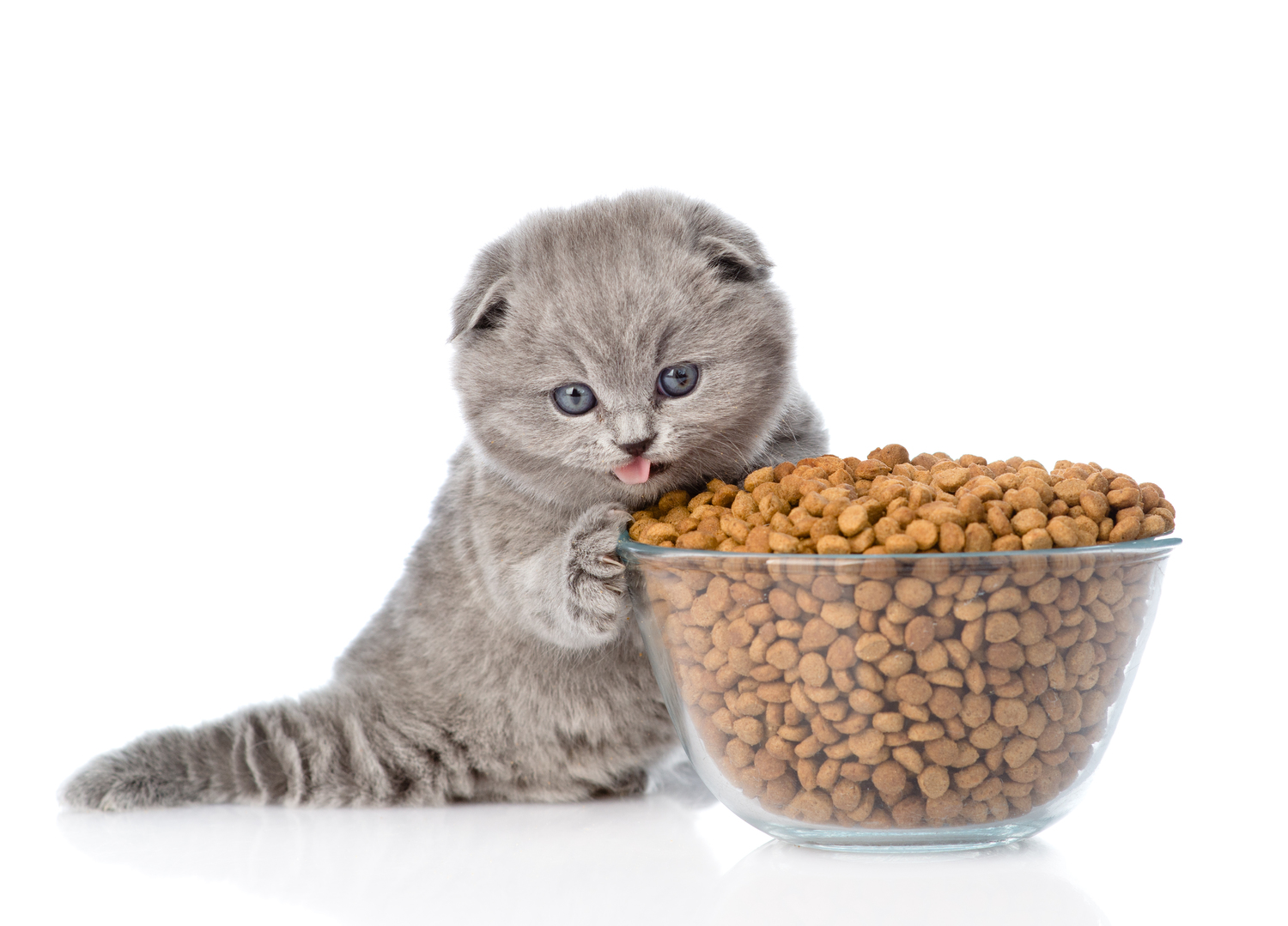 Healthy Cat Treat Tips