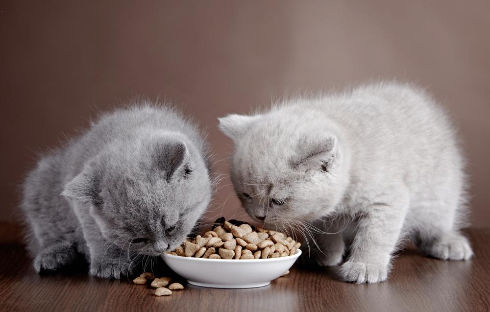 Safe and Tasty Human Foods for Cats