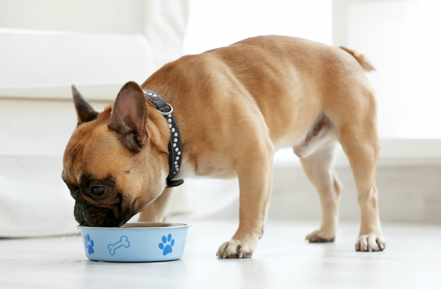 Human Foods for Dogs: Safe vs Unsafe