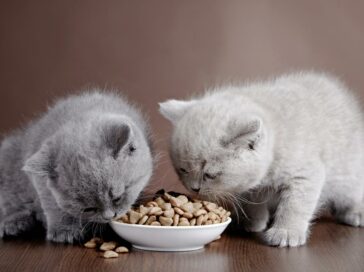 Safe and Tasty Human Foods for Cats